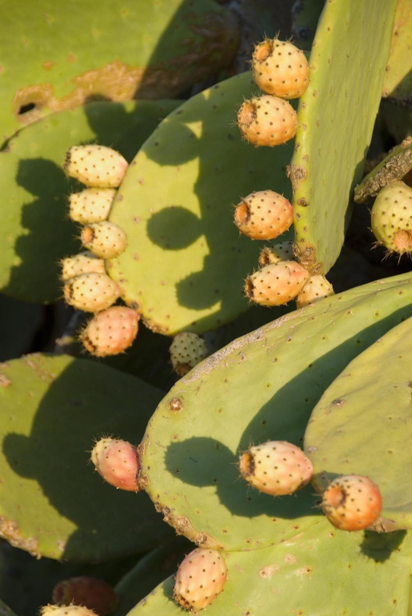 רודאלקילאר El Jardin De Los Suenos מראה חיצוני תמונה